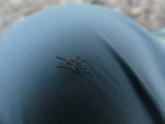 Aedes canadensis