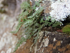 Asplenium montanum image