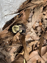 Bombus impatiens