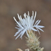 Centaurea diffusa - Photo (c) latimeria-co, μερικά δικαιώματα διατηρούνται (CC BY-NC), uploaded by latimeria-co