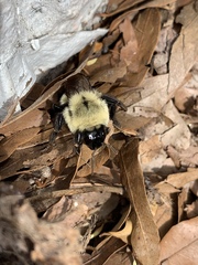 Bombus impatiens
