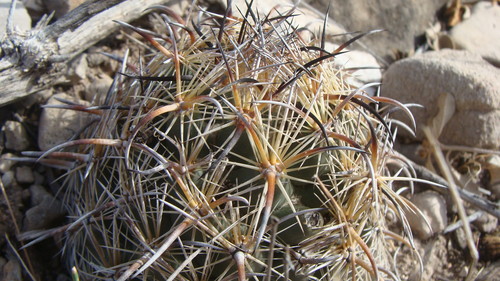 Coryphantha kracikii