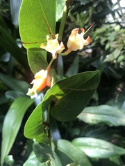 Macleania pentaptera
