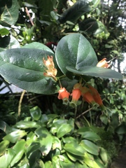 Macleania pentaptera
