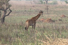 Giraffa camelopardalis antiquorum