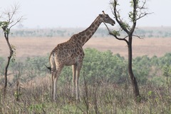 Giraffa camelopardalis antiquorum