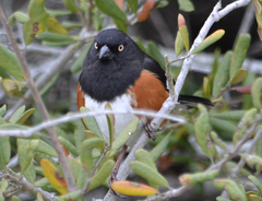 Pipilo erythrophthalmus alleni