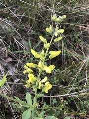 Baptisia bracteata