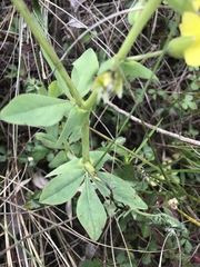 Baptisia bracteata