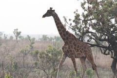 Giraffa camelopardalis antiquorum