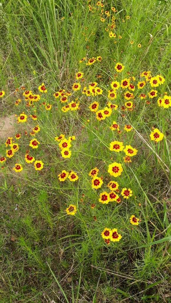 Coreopsis tinctoria