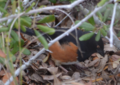 Pipilo erythrophthalmus alleni