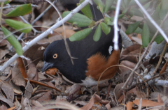 Pipilo erythrophthalmus alleni