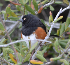 Pipilo erythrophthalmus alleni