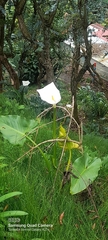 Zantedeschia aethiopica image