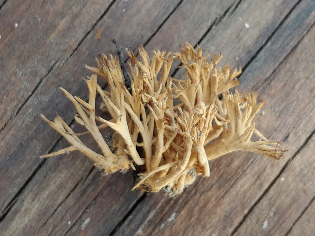 Lachnocladium tubulosum
