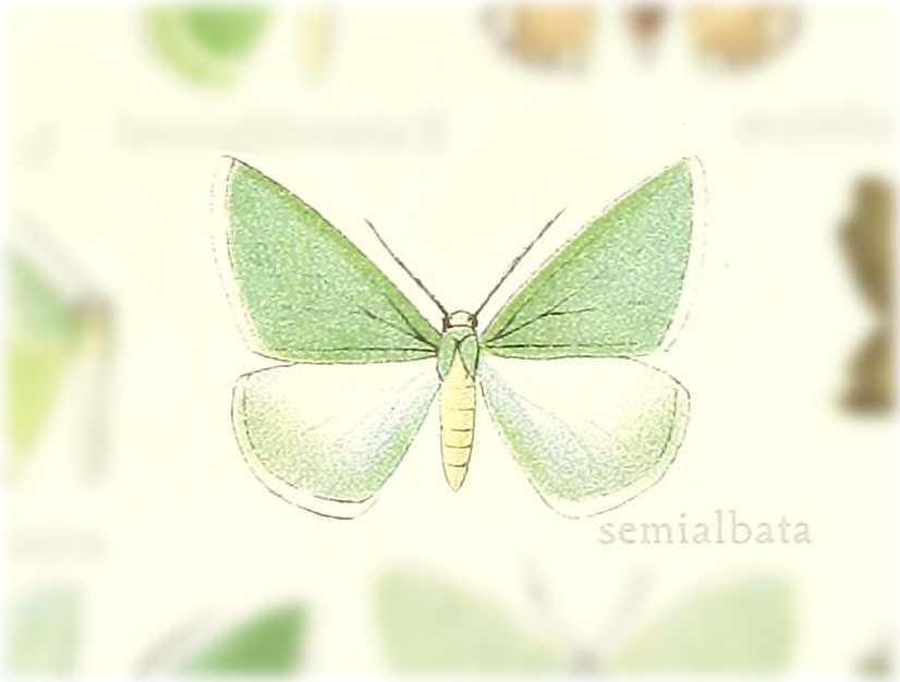 Hemistola semialbida