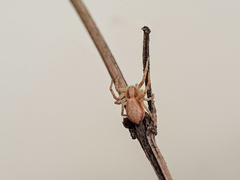 Philodromus