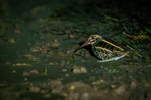 Agachadiza chica (Lymnocryptes minimus)