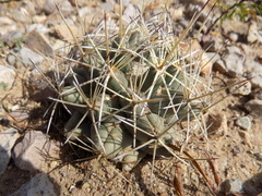Coryphantha robustispina scheeri