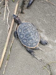 Malaclemys terrapin pileata