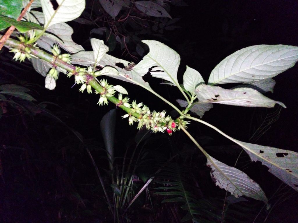 Hoffmannia peckii