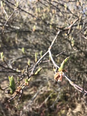 Myricaceae