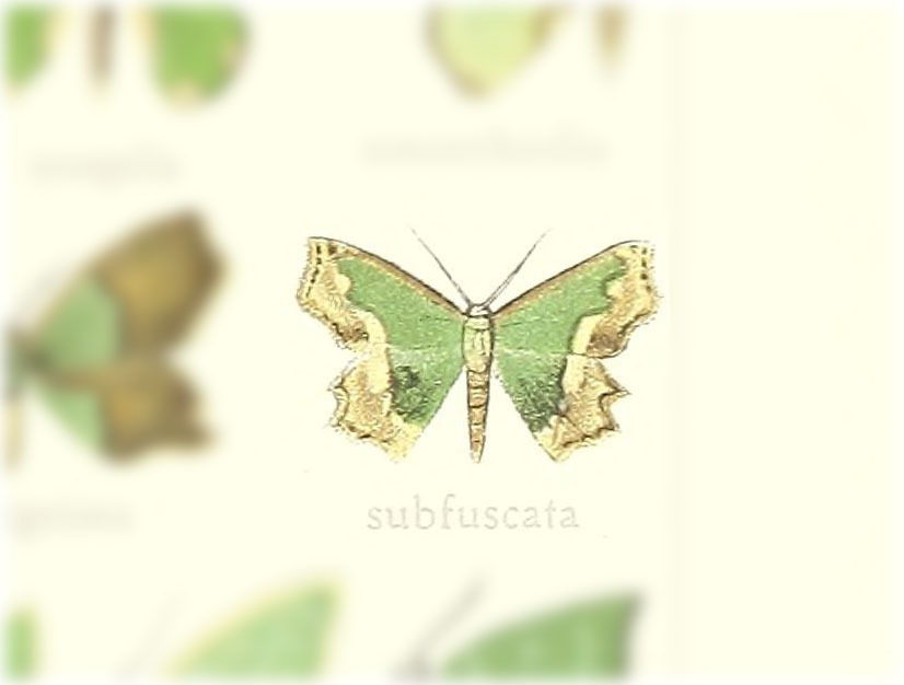 Bathycolpodes subfuscata