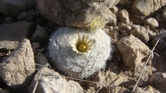 Mammillaria lasiacantha