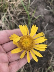 Helenium drummondii