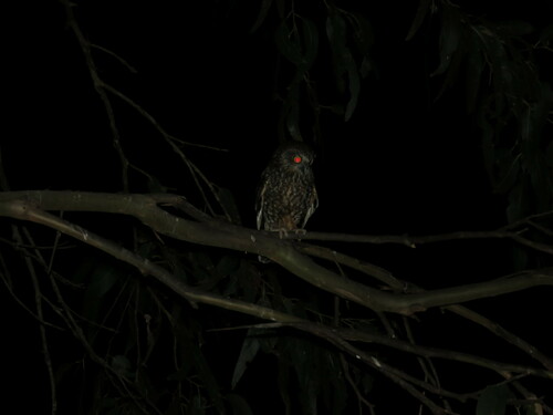Tasmanian Boobook (Ninox leucopsis)