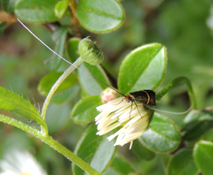Adela australis