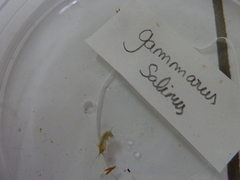 Gammarus salinus