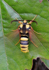 Sesia apiformis
