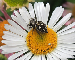 Heliophanus rufithorax