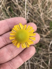 Helenium drummondii