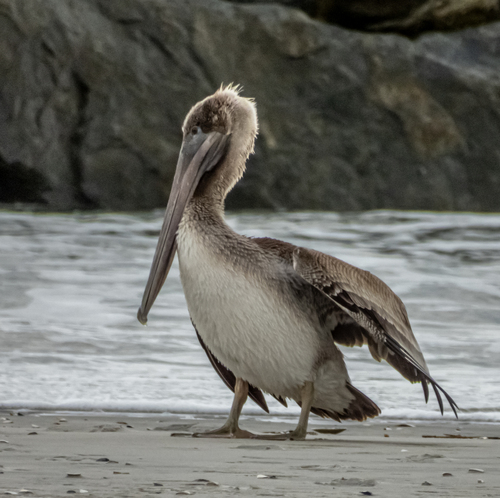 Brown Pelican photographed in New Jersey