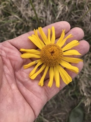 Helenium drummondii