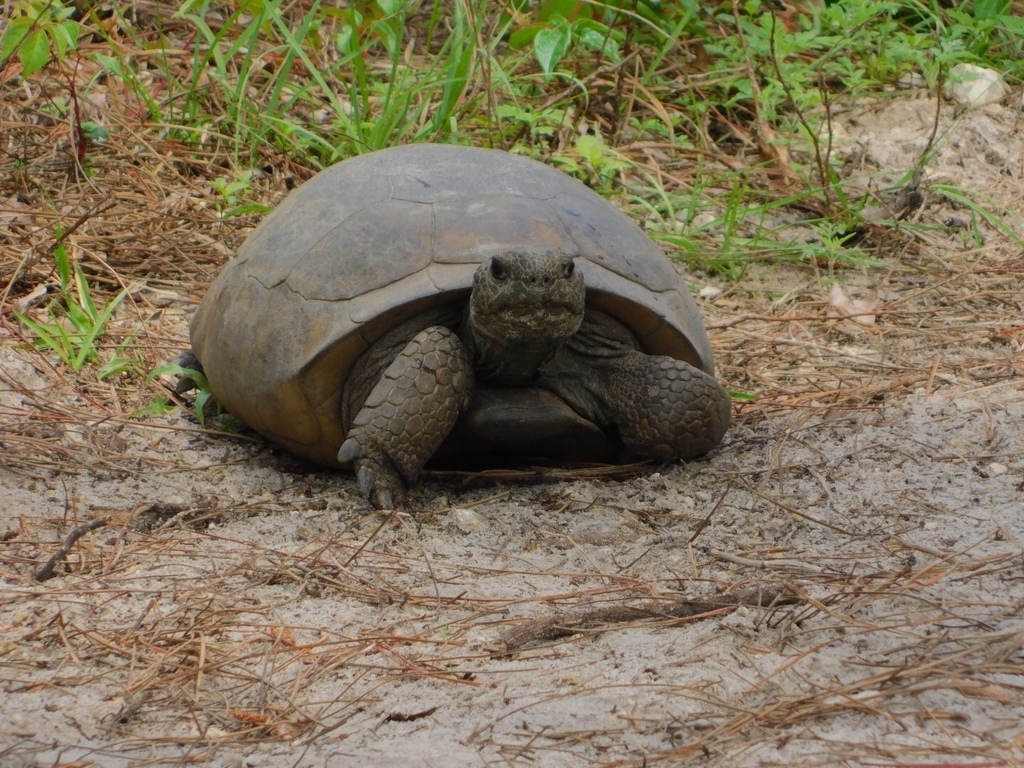 Gopher Tortoise in March 2019 by jade fortnash · iNaturalist