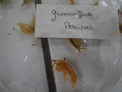 Echinogammarus marinus