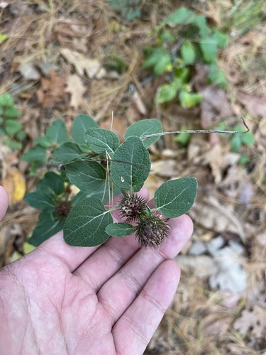 Common Burdock