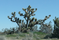 Yucca brevifolia