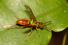 Agelaia centralis image