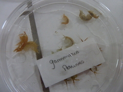 Echinogammarus marinus