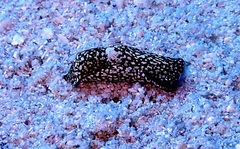 Camachoaglaja berolina