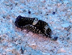 Camachoaglaja berolina