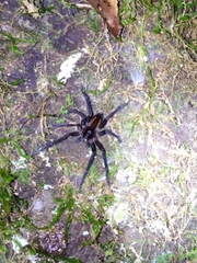 Aglaoctenus yacytata