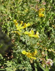 Corydalis aurea