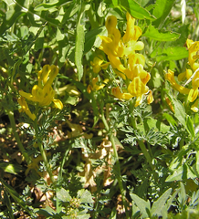 Corydalis aurea