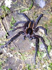 Aglaoctenus yacytata